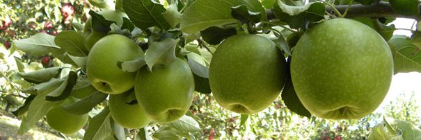 Granny Smith